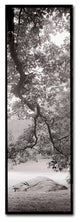 Alan Blaustein ''Hampton Field Tree I'' Canvas Art, 6x19