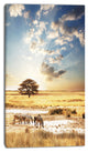 African Zebras Drinking Water, Extra Large African Canvas Art Print, 16"x32"