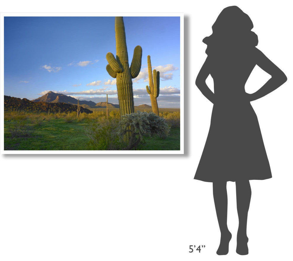 "Saguaro and Teddybear Cholla, Picacho Peak State Park" Paper Art, 50"x38"