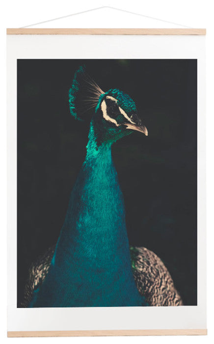 Ingrid Beddoes Peacock and Proud Art Print and Hanger