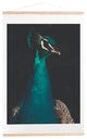 Ingrid Beddoes Peacock and Proud Art Print and Hanger