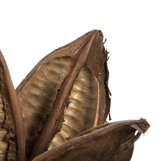 Vickerman 6" Natural Star Pod, 1 Piece, Dried