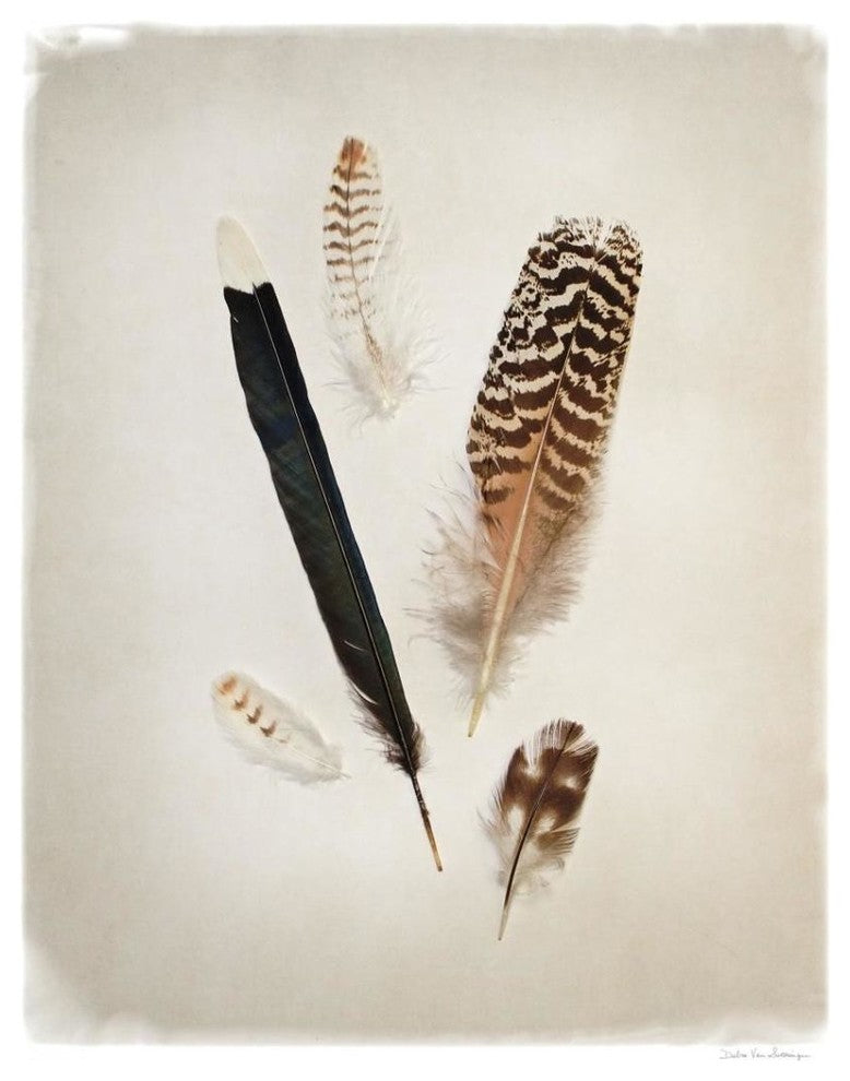 "Feather Group II" Digital Paper Print by Debra Van Swearingen, 30"x37"