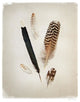 "Feather Group II" Digital Paper Print by Debra Van Swearingen, 30"x37"