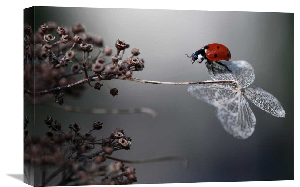 "Ladybird On Hydrangea." Stretched Canvas Giclee by Ellen Van Deelen, 22x15"