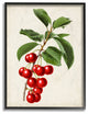 Vintage Fruit Cherry Painting, 11"x14"