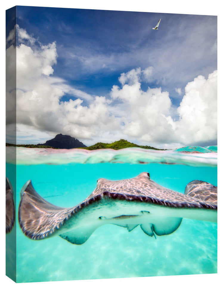 Epic Graffiti "Stingray" by Jesse Estes, Giclee Canvas Wall Art, 40"x 54"