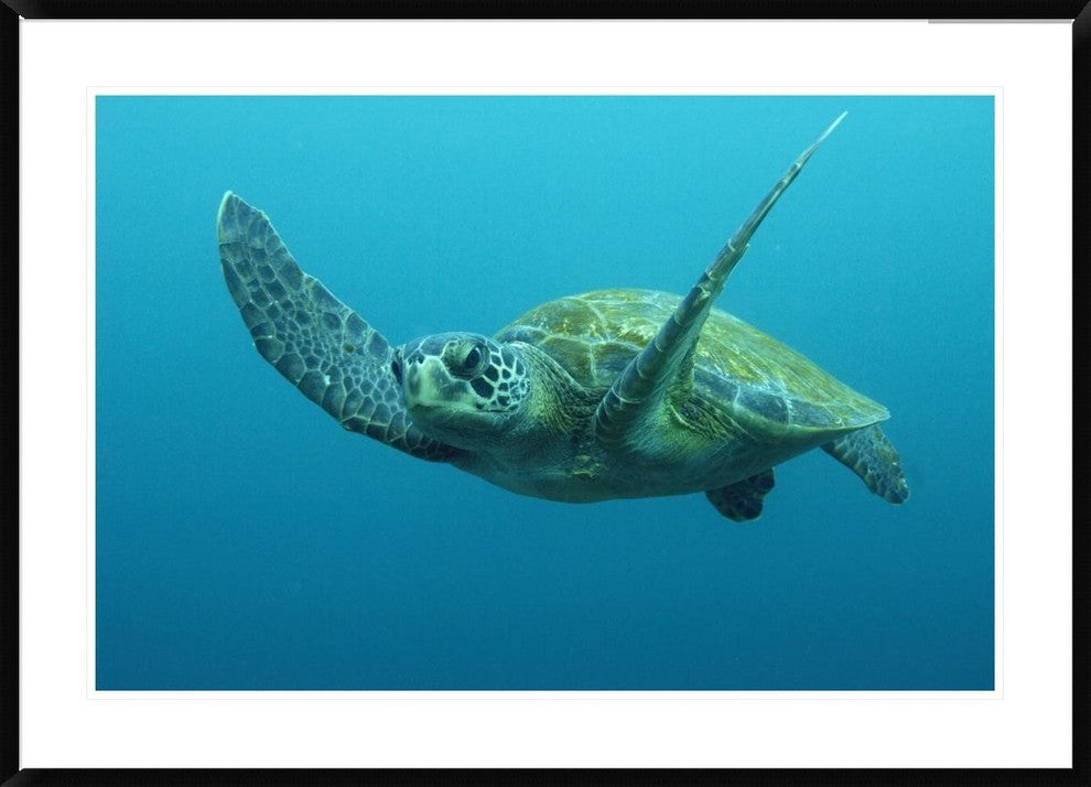 "Green Sea Turtle swimming, Galapagos Islands, Ecuador"  by Pete Oxford, 44x32"