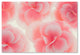 Cora Niele ''Rose Begonia Flowers'' Canvas Art