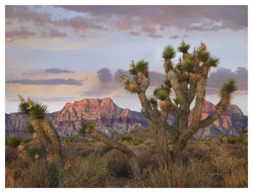 "Joshua Tree, Spring Mountains, Red Rock Canyon Conservation" Paper Art, 42"x32"