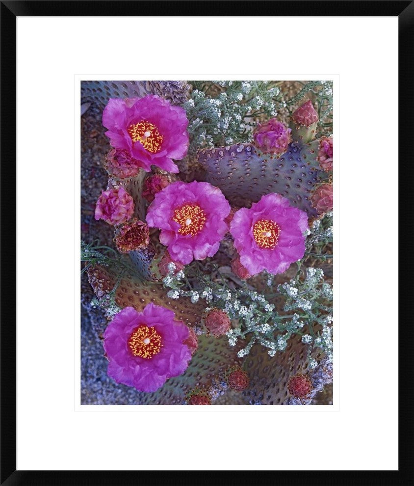 "Beavertail Cactus flowering, North America"  by Tim Fitzharris, 20x24"