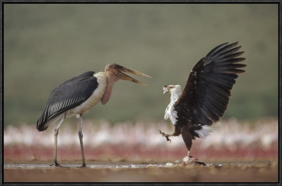 African Fish Eagle Quarreling With Marabou Stork Kenya, 30"x20"