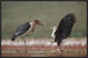 African Fish Eagle Quarreling With Marabou Stork Kenya, 30"x20"