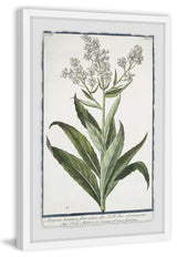 "Sweet Rocket Matronalis" Framed Painting Print, 24"x36"