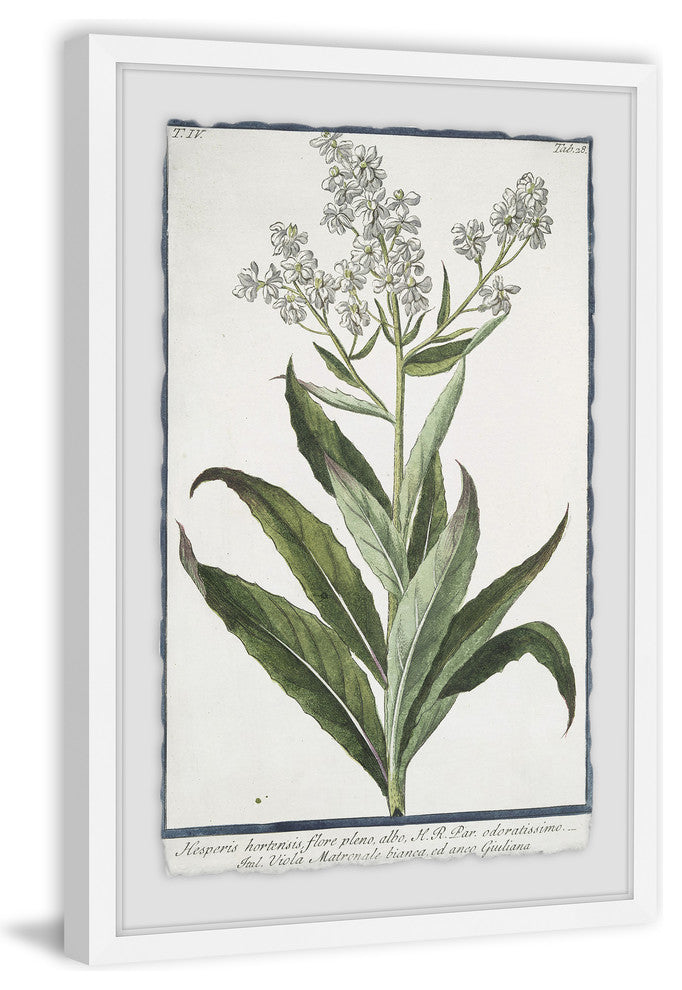 "Sweet Rocket Matronalis" Framed Painting Print, 24"x36"