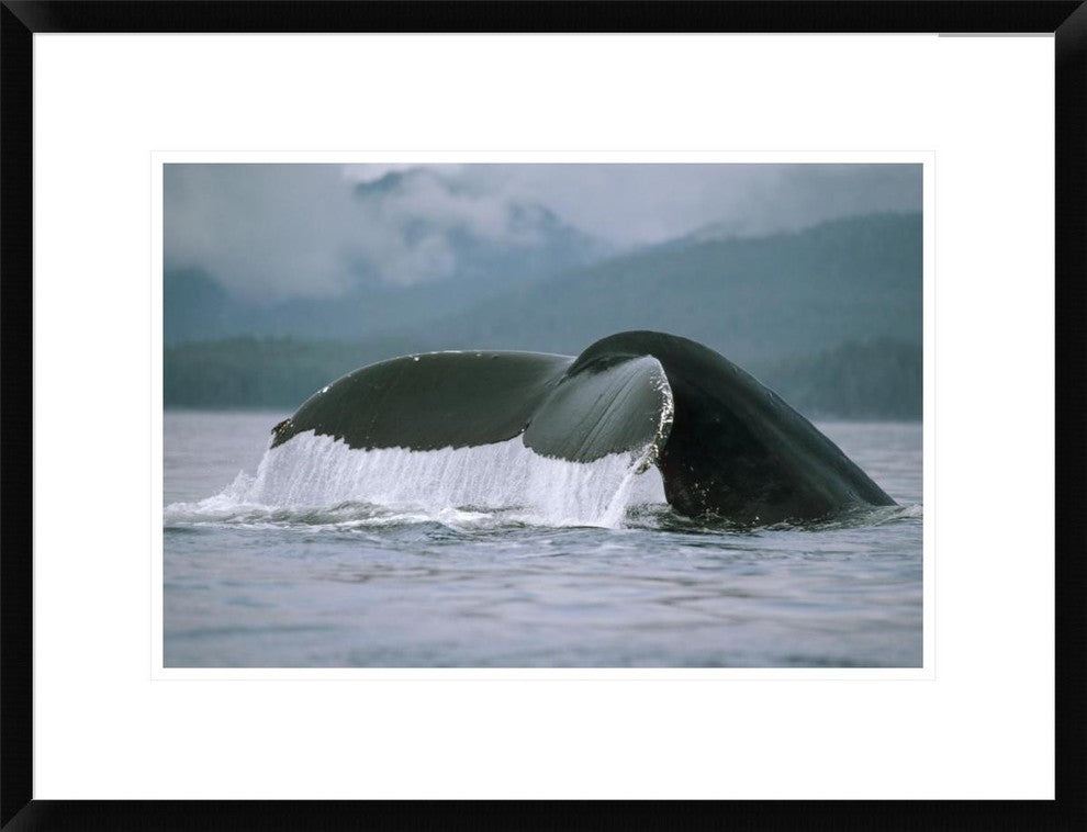 "Humpback Whale tail, Alaska" Framed Digital Print by Flip Nicklin, 26"x20"