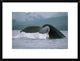 "Humpback Whale tail, Alaska" Framed Digital Print by Flip Nicklin, 26"x20"