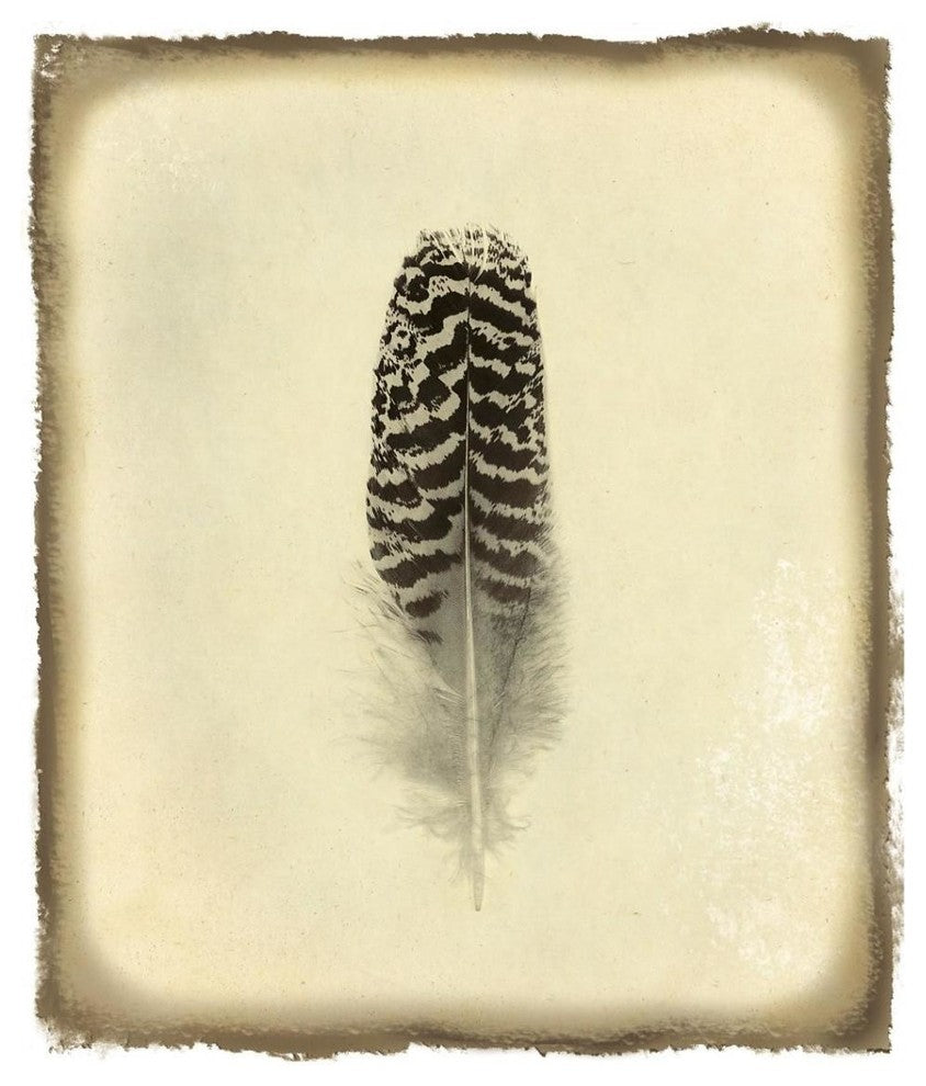 "Feather I Vintage" Digital Paper Print by Debra Van Swearingen, 32"x38"