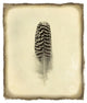 "Feather I Vintage" Digital Paper Print by Debra Van Swearingen, 32"x38"