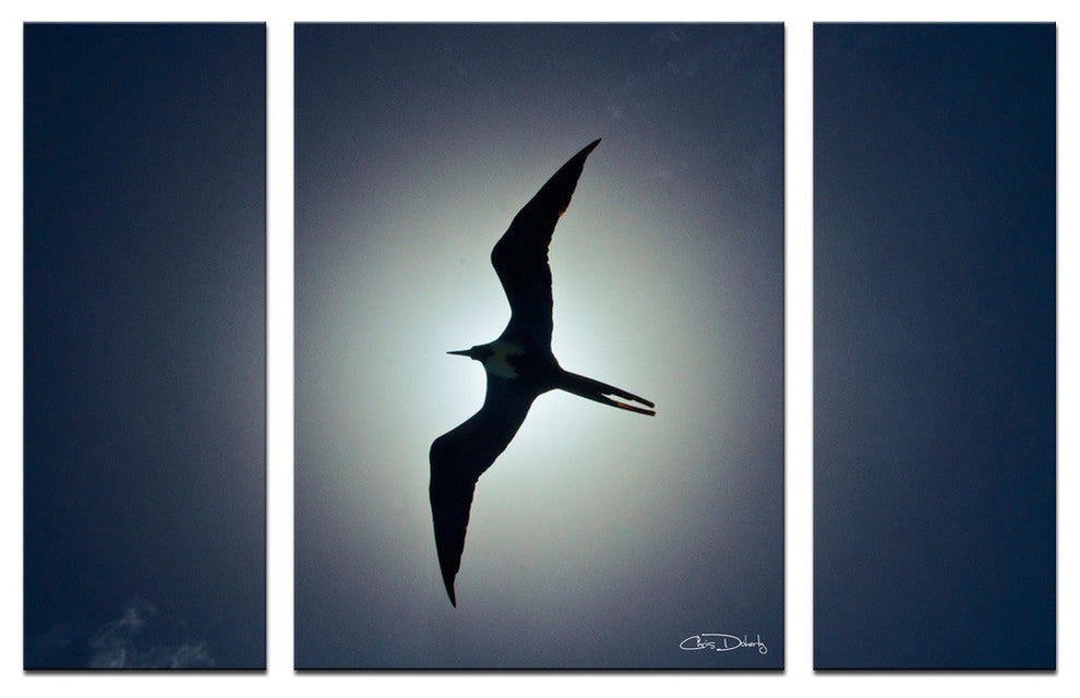 Ready2hangart Chris Doherty 'Frigatebird' 3-piece Canvas Wall Art
