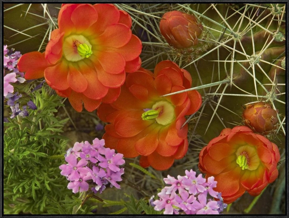 Claret Cup Cactus and Verbena Detail Of Flowers In Bloom, North America, 32"x24"