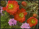 Claret Cup Cactus and Verbena Detail Of Flowers In Bloom, North America, 32"x24"