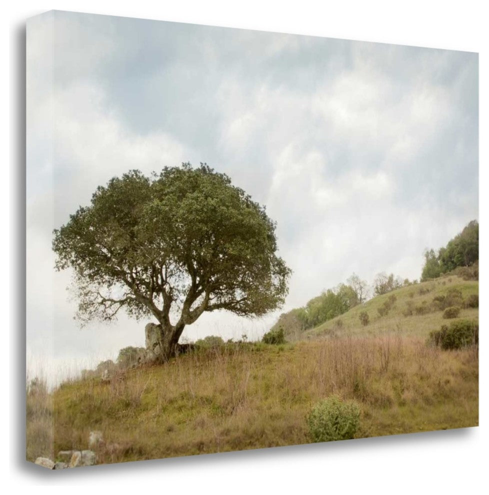 "Oak Tree - 75" By Alan Blaustein, Giclee Print on Gallery Wrap Canvas