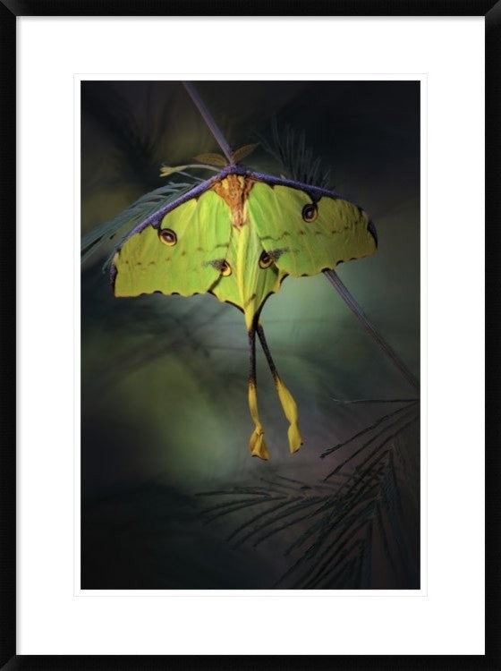 "Moon Moth" Framed Digital Print by Jimmy Hoffman, 24x32"