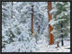 Ponderosa Pine Forest In Snow, Grand Canyon National Park, Arizona, 16"x12"