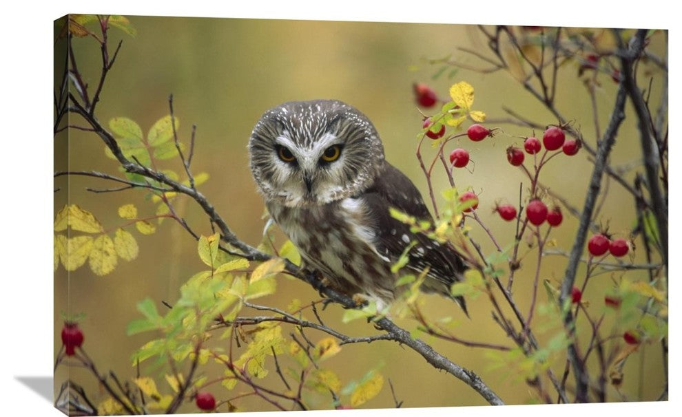 "Northern Saw-Whet In A Wild Rose Bush, British Columbia, Canada" Artwork