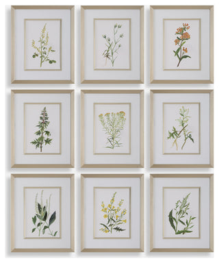 Uttermost - 32339 - Framed Prints, S/9 - Botanical Flowers - Champagne Gold