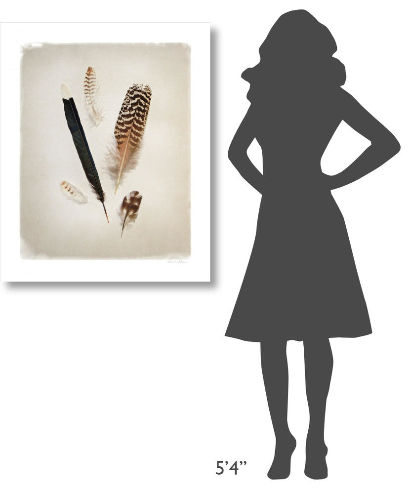 "Feather Group II" Digital Paper Print by Debra Van Swearingen, 30"x37"