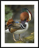 Mandarin Duck Male Preening, Jurong Bird Park, Singapore, 30"x38"