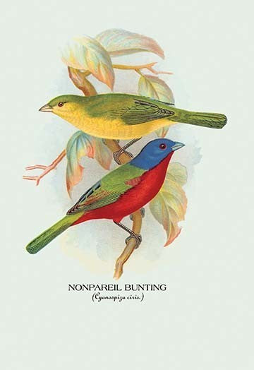 Nonpareil Bunting - Fine Art Giclee Print 24" x 36"