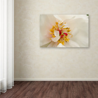 PIPA Fine Art 'Eye of Peony' Canvas Art, 24x16