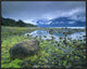 "Low tide revealing algae covered rocks, Alaska"  by Tim Fitzharris, 29x23"