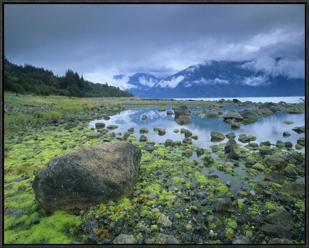 "Low tide revealing algae covered rocks, Alaska"  by Tim Fitzharris, 29x23"