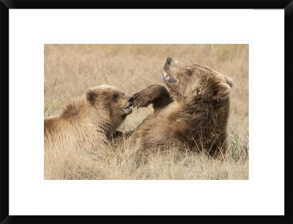Grizzly Bear Mother and Cub Playing, Katmai National Park, Alaska, 24"x18"