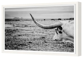 The Horn Fine Art Print, White, 30"x45"