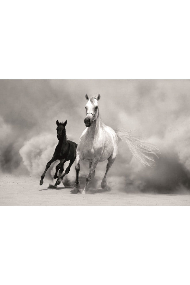 Black And White Photographic Artwork | Andrew Martin Horses, 71" X 47"