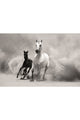 Black And White Photographic Artwork | Andrew Martin Horses, 71" X 47"