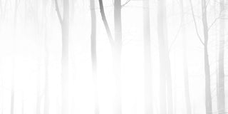 Foggy Forest Print on Canvas, 91x45 cm