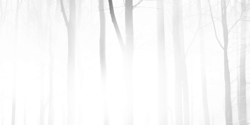 Foggy Forest Print on Canvas, 91x45 cm
