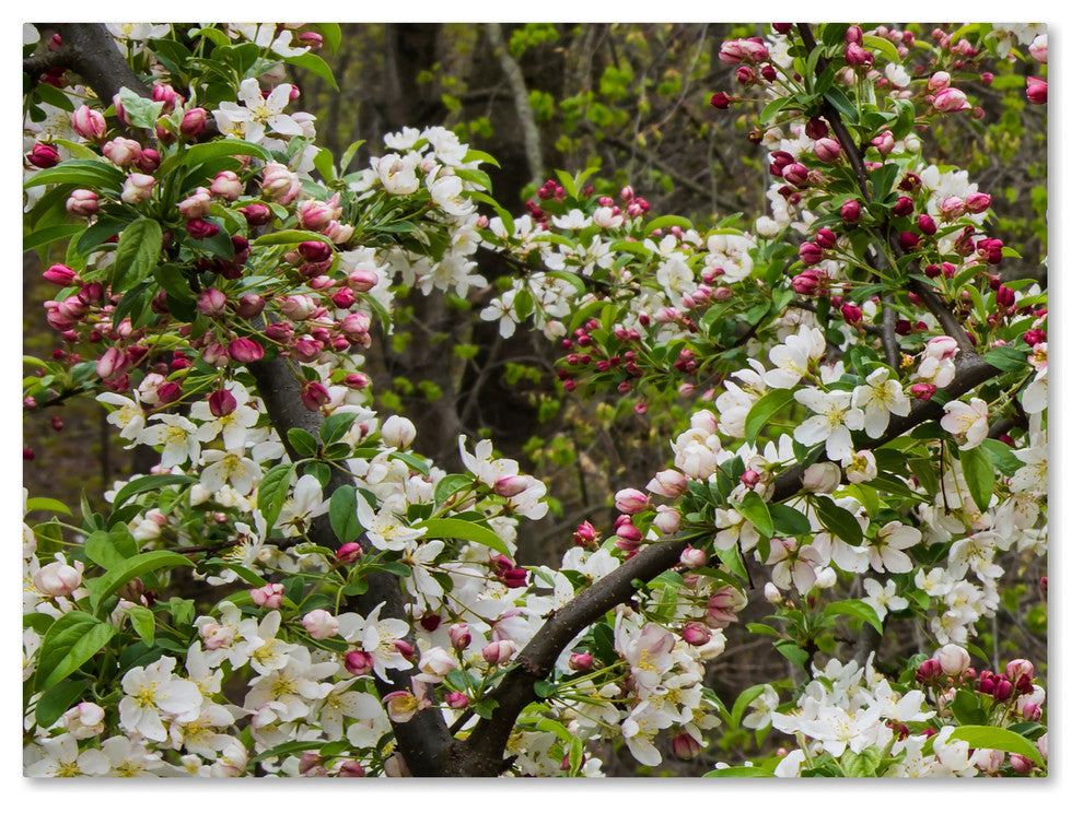 Kurt Shaffer 'Apple blossoms II' Canvas Art, 47"x35"