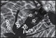 "Frangipani Tree" Framed Canvas Giclee by Gloria Salgado Gispert, 37x25"
