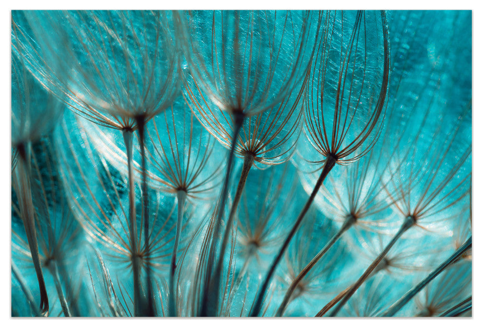 "Dandelion" Flower Wall Art Printed on Unframed Free Floating Tempered Glass