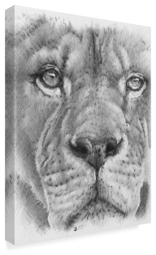 "Up Close Lion" by Barbara Keith, Canvas Art