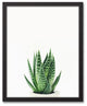 Snake Plant 16x20 Black Framed Canvas