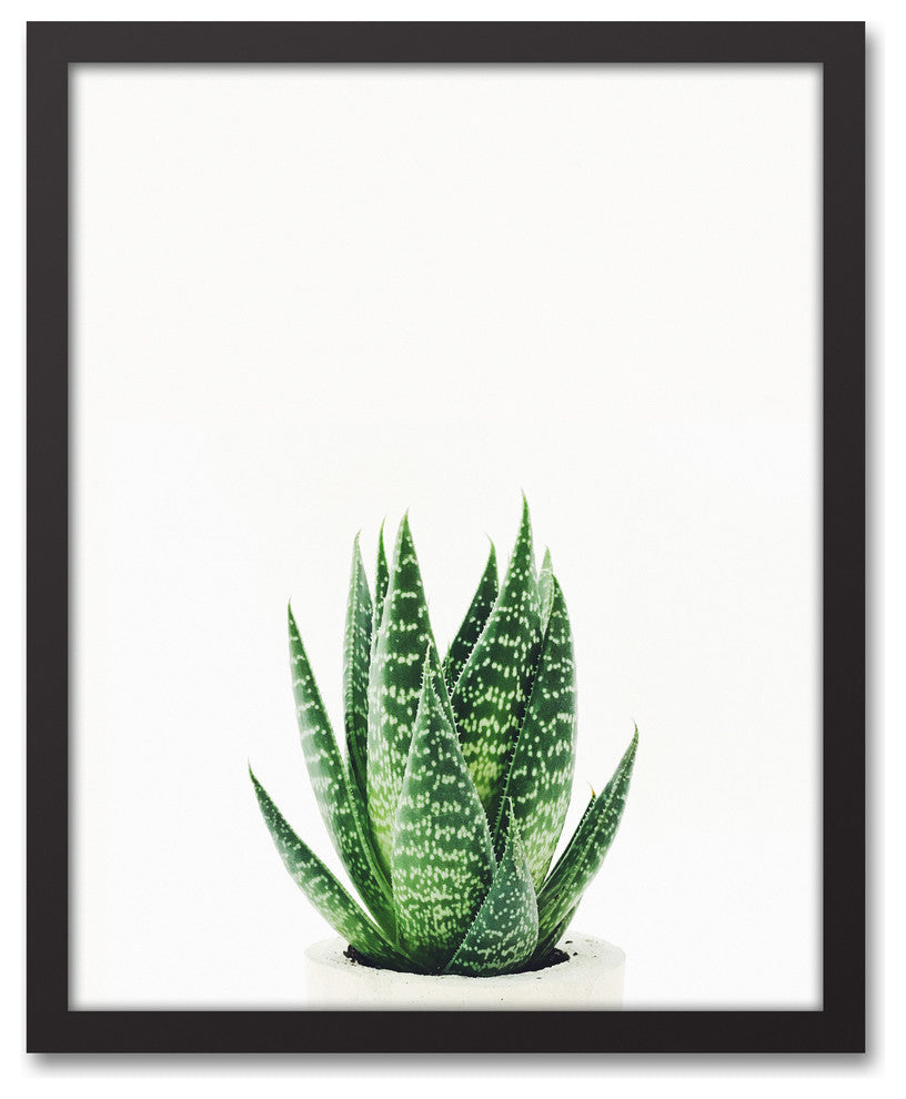 Snake Plant 16x20 Black Framed Canvas