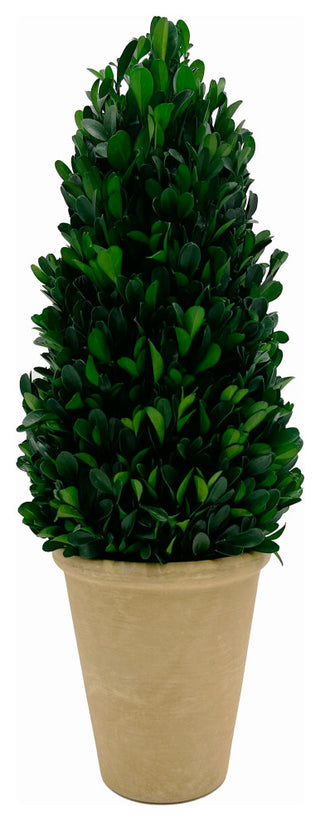 Alternate white-background full view of the single topiary.